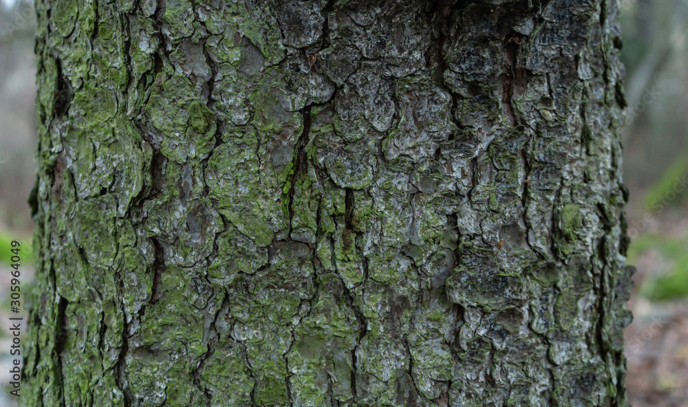 The bark of an old tree. Wood bark texture. Background photo with place for text. The bark of an old tree. Wood bark texture. Background photo with place for text.