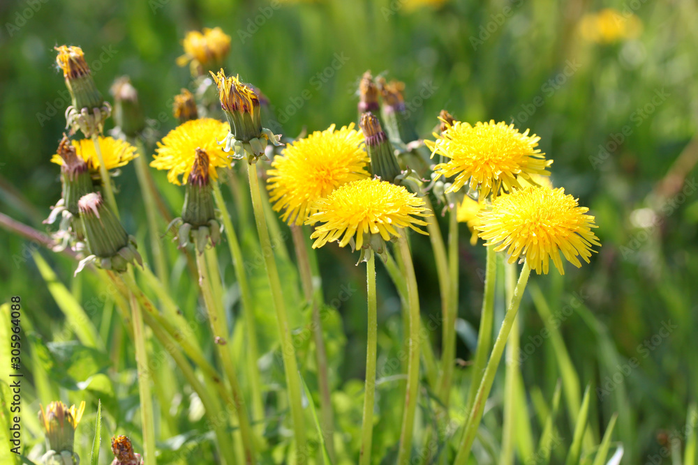 yellow dandelions in a meadow yellow dandelions in a meadow