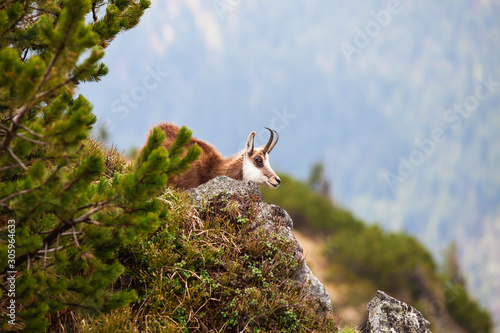 Fototapeta Naklejka Na Ścianę i Meble -  Chamois in High Tatras National Park
