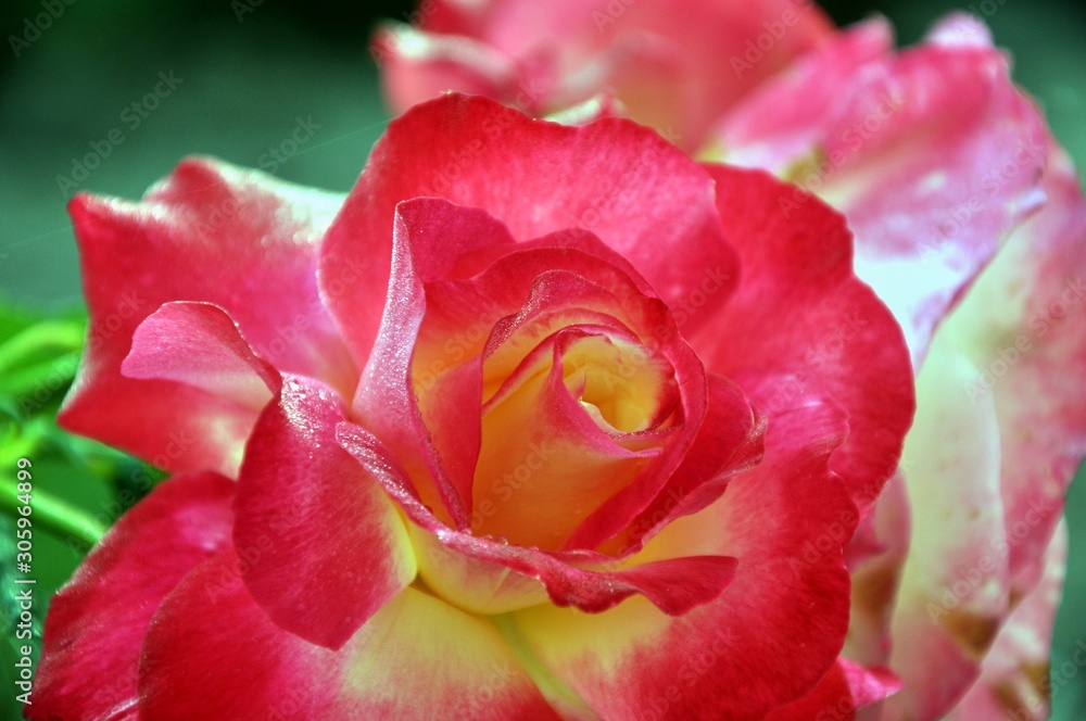 Morning dew on beautiful red and yellow rose petals Morning dew on beautiful red and yellow rose petals