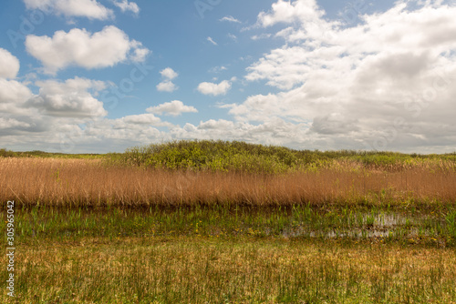 Marsh landscape with reed collar and bushes under a cloudy blue sky