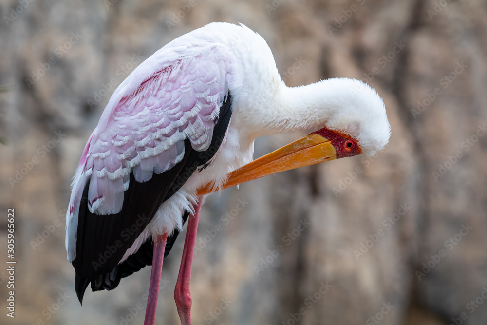 Portrait of a slender African Tantalus, yellow billed stork