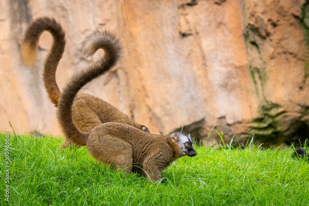 The red ruffed lemur on the ground looking somewhere
