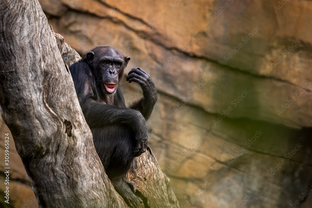 Common Chimpanzee sitting on the tree branch
