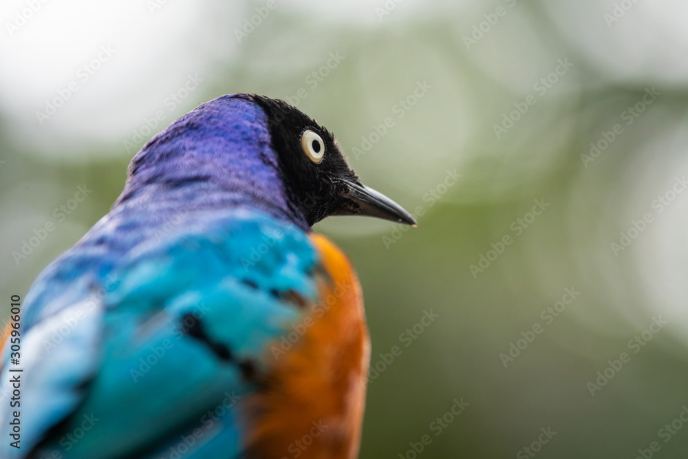 Colorful Superb starling