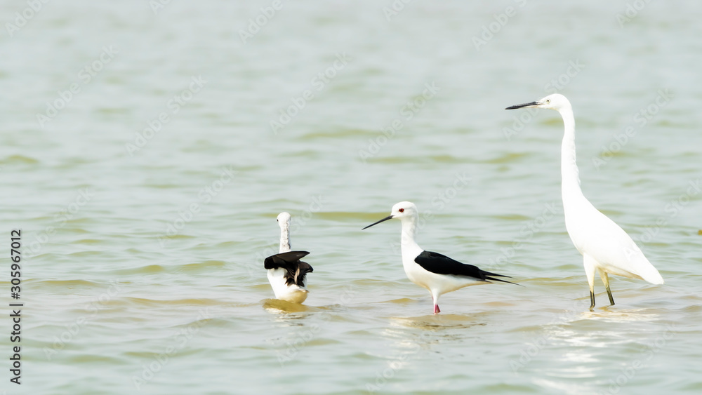 Fototapeta premium Little egret (Egretta garzetta) and Black-winged Stilt (Himantopus himantopus) look for food in Bueng Boraphet (the largest freshwater swamp and lake in central Thailand).