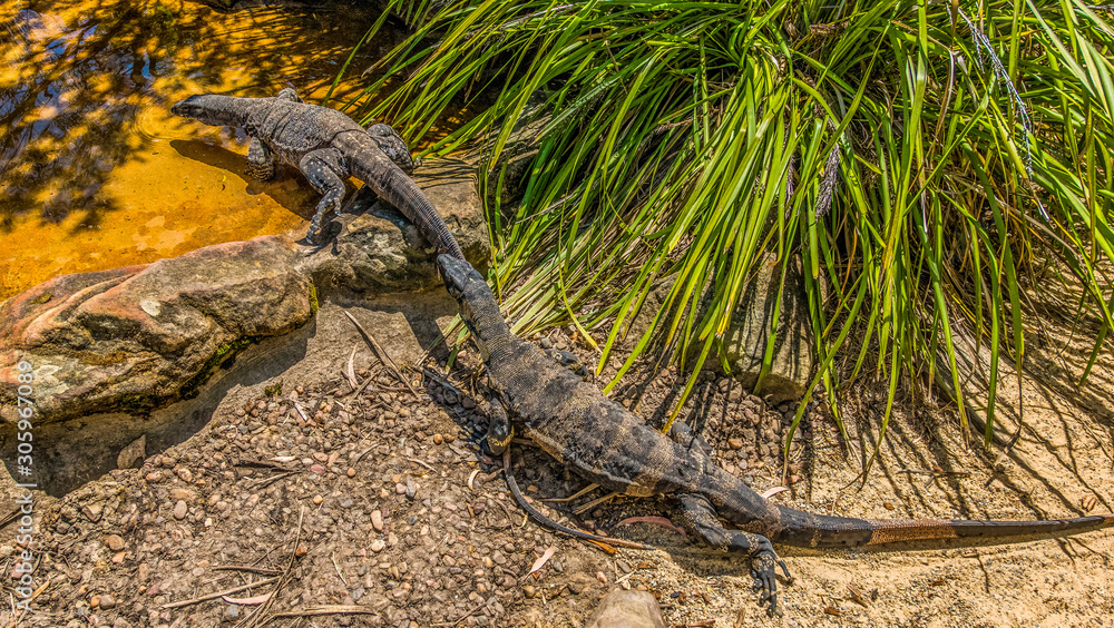 Naklejka premium Monitor Lizards
