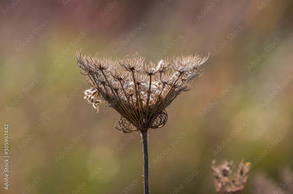Fototapeta premium golden colored autumn leaves in nature