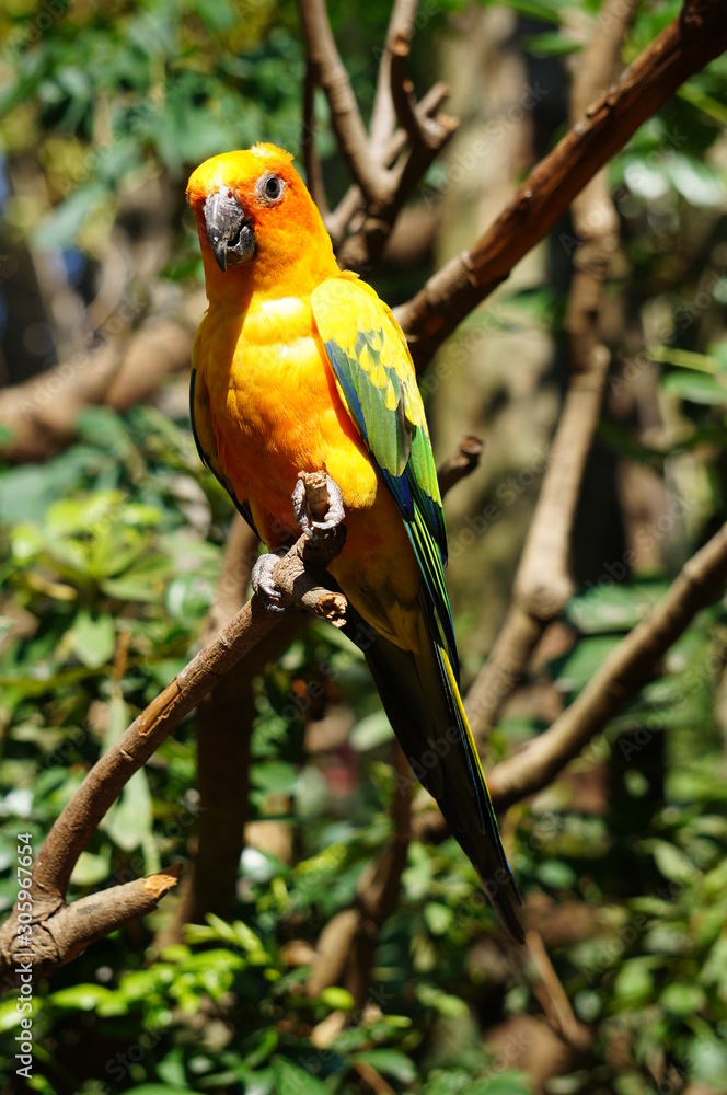Obraz premium colorful sun parakeet on a branch