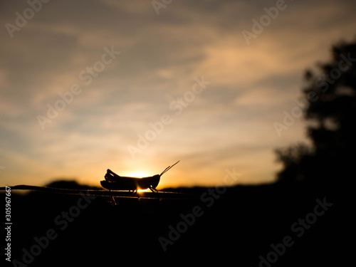 Grasshopper dancin' in sunset