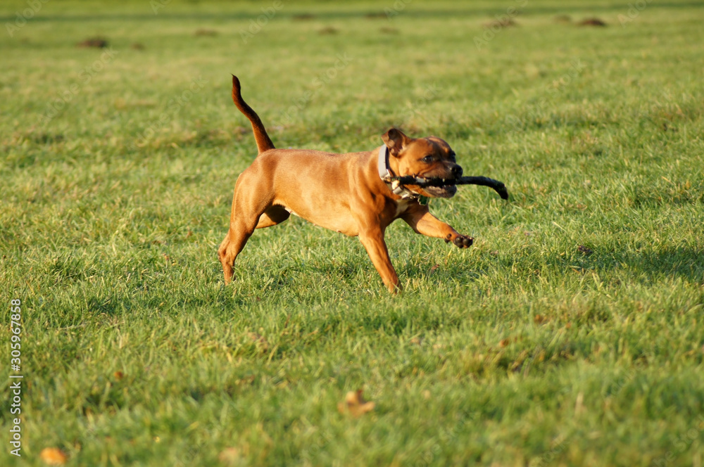American Staffordshire Terrier Hund rennt mit Stock über die Wiese