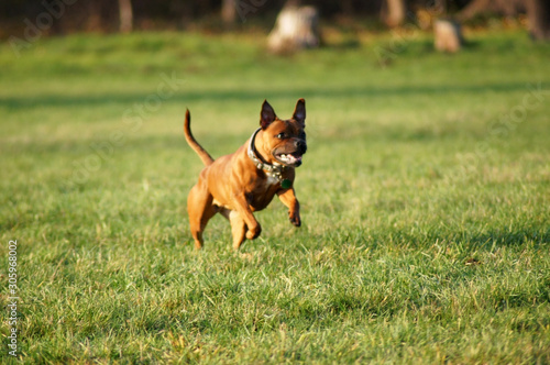 American Staffordshire Terrier Hund rennt mit Stock über die Wiese
