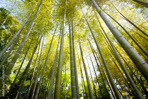 Beatiful bamboo forest in Tokyo