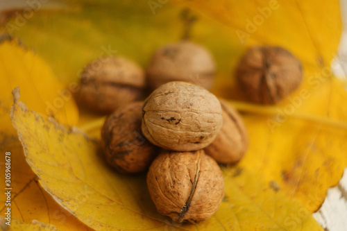 walnut macro. walnuts on a yellow autumn leaf, closeup