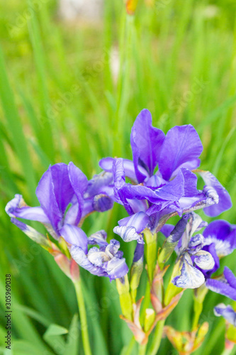Lilac garden flowers irises grow in the garden in summer
