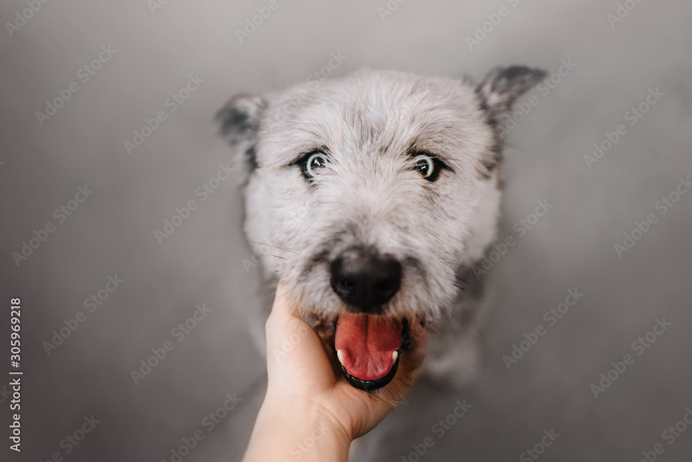 happy mixed breed dog with blue eyes looking up happy mixed breed dog with blue eyes looking up