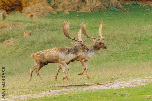 fallow deer grazing in a green meadow