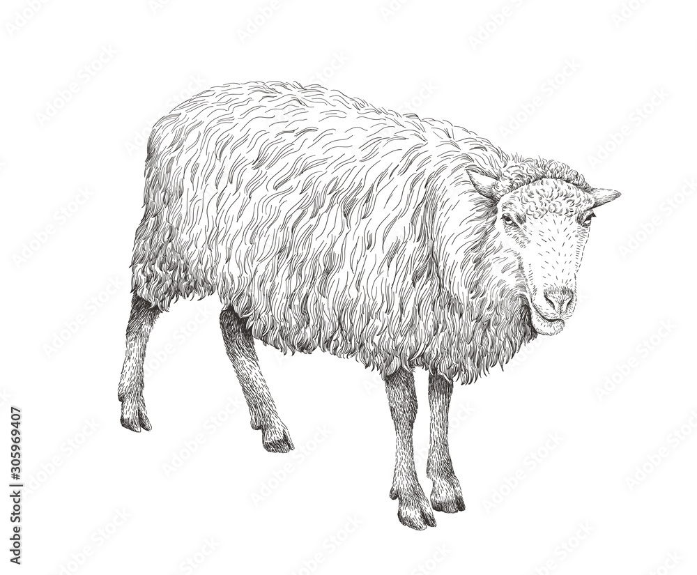 Sheep sketch style illustration. Hand drawn image of beautiful black