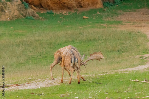 fallow deer grazing in a green meadow