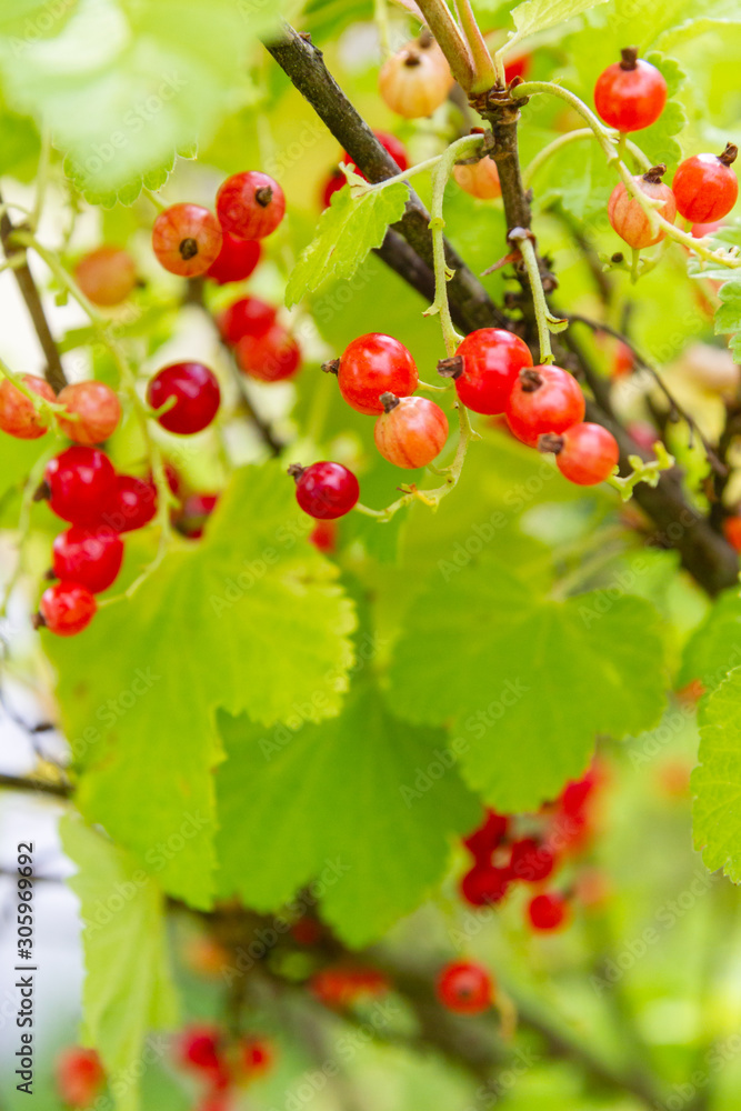 Red currant berries hang on a Bush in summer Red currant berries hang on a Bush in summer
