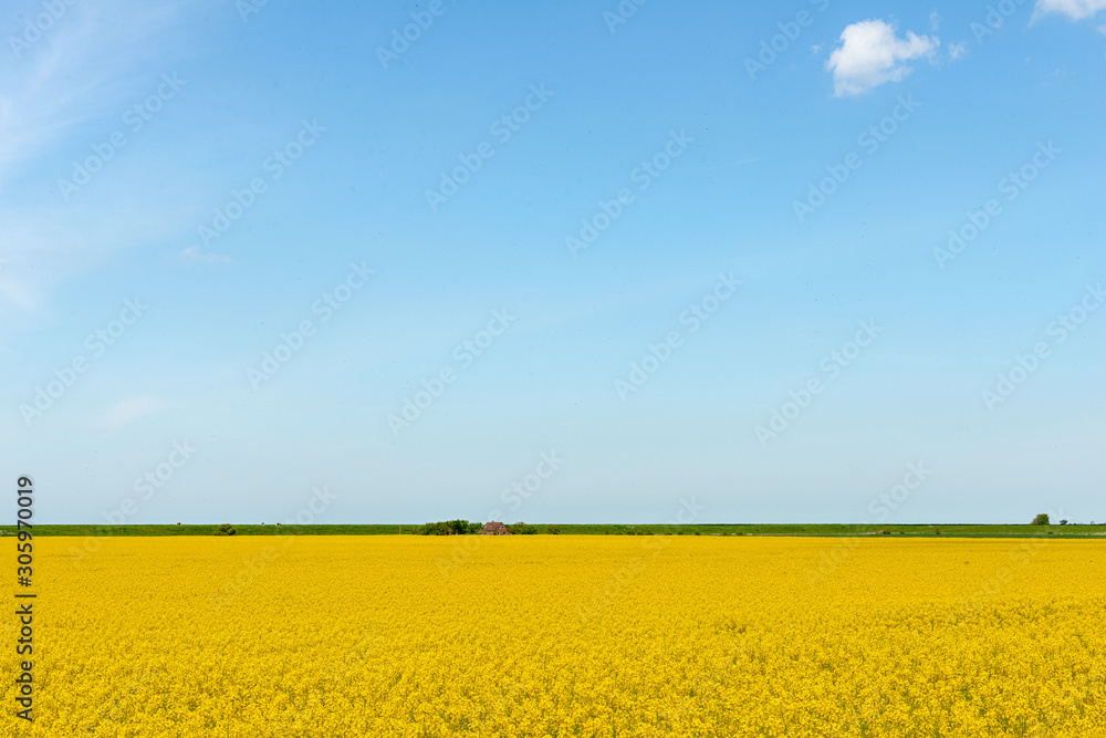 Fototapeta premium Rapeseed field with farms and a dike on the horizon under a cloudy blue sky