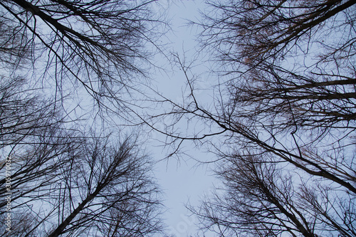 Looking up at trees in winter