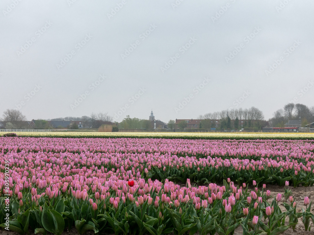 Dutch mountains and tulips