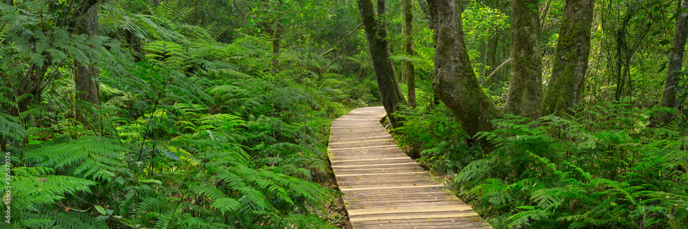 Path through rainforest in the Garden Route NP, South Africa Path through rainforest in the Garden Route NP, South Africa