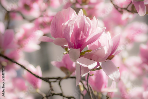 Beautiful delicate pink magnolia. Spring floral background
