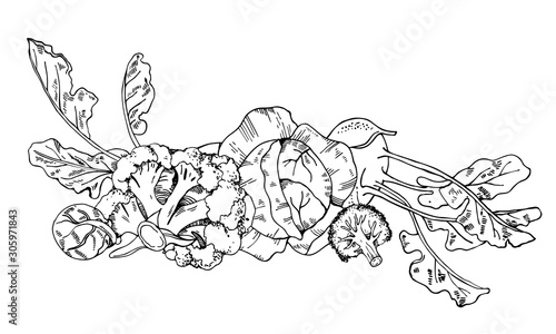 Group of different cabbages. Hand drawn vector sketch illustration