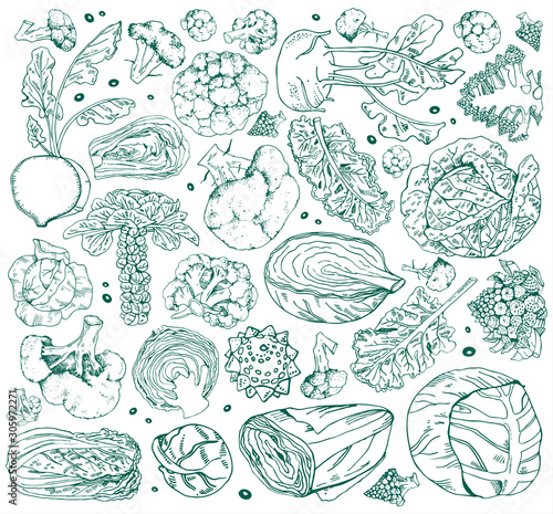Set of different cabbage. Hand drawn vector outline sketch illustration isolated on white background