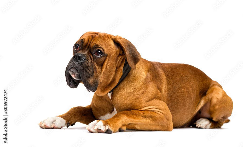 red dog boxer lies on isolated on a white background