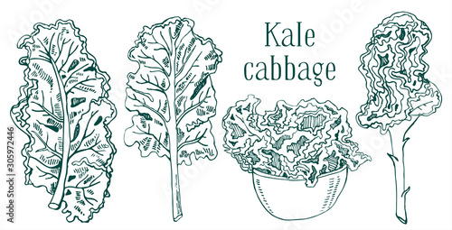 Set of kale cabbage leaves. Hand drawn vector sketch illustration