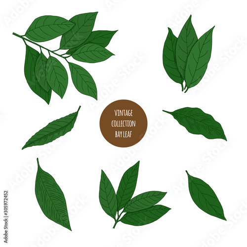 Bay leaf. Vector hand drawn set of cosmetic herbs isolated on white background. Essential oils components illustration. Aromatherapy ingredients icons. Sketch collection of natural elements.
