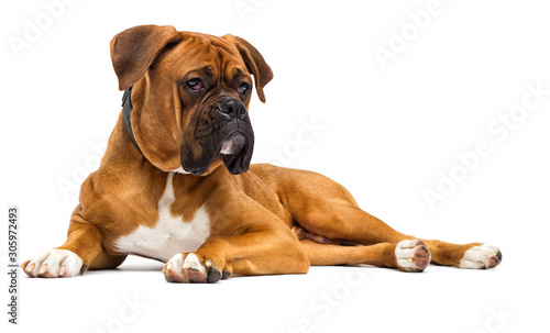 red dog breed German boxer lies on isolated on a white background