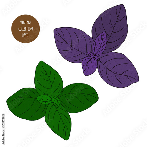 Basil. Vector hand drawn set of cosmetic herbs isolated on white background. Essential oils components illustration. Aromatherapy ingredients icons. Sketch collection of natural elements.