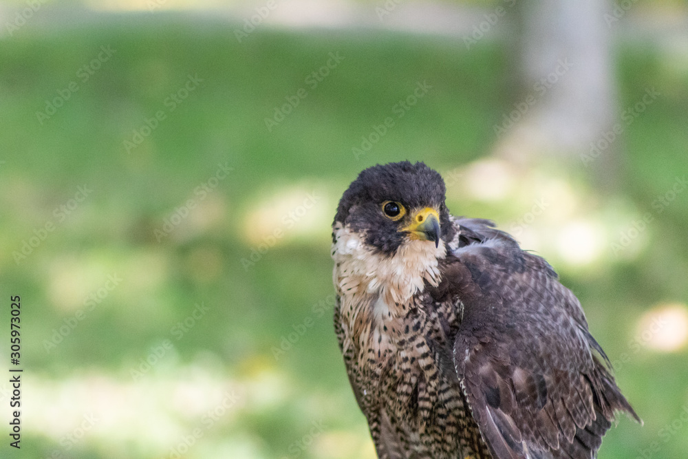 peregrine falcon resting in his innkeeper peregrine falcon resting in his innkeeper