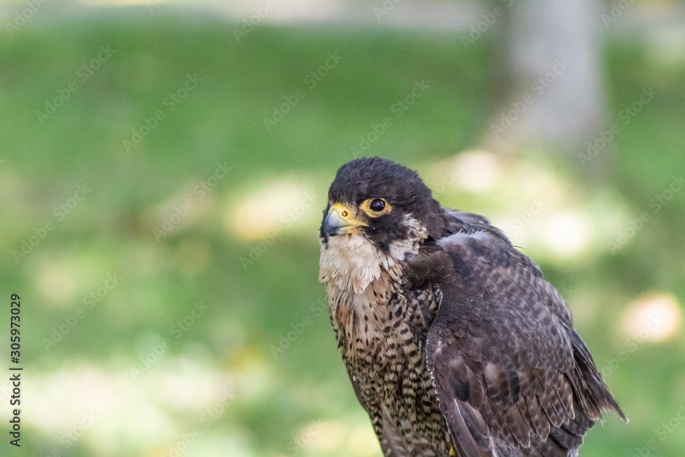 peregrine falcon resting in his innkeeper peregrine falcon resting in his innkeeper
