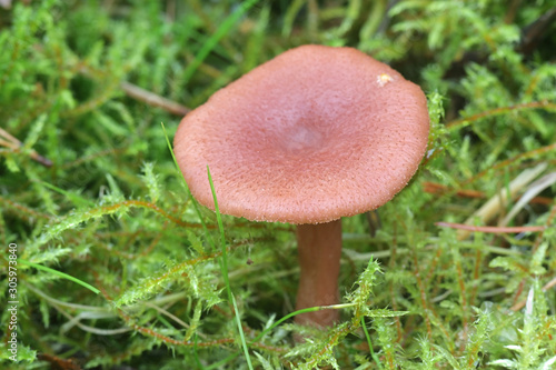 Lactarius spinosulus, known as the  Lilascale Milkcap, wild mushroom from Finland photo