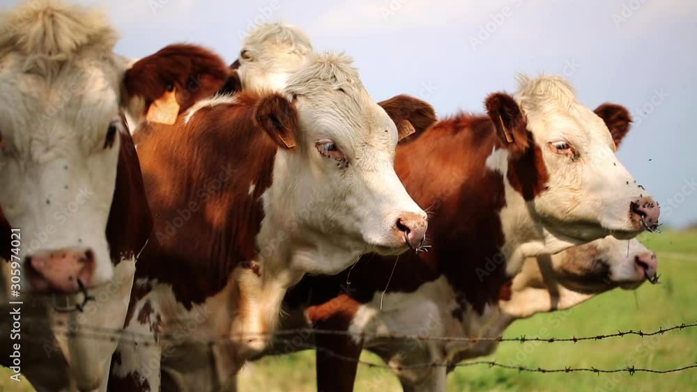Brittany cows with nose ring close up, France