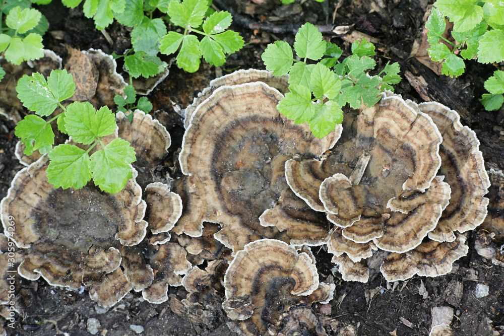 Bjerkandera adusta, known as the smoky polypore or smoky bracket, wild fungus from Finland