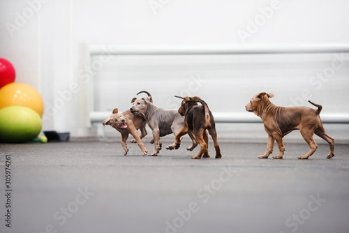 litter of thai ridgeback puppies playing together indoors photo