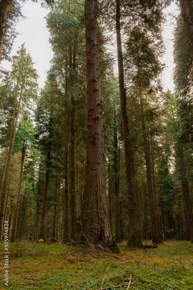 the otzarreta forest with a little fog