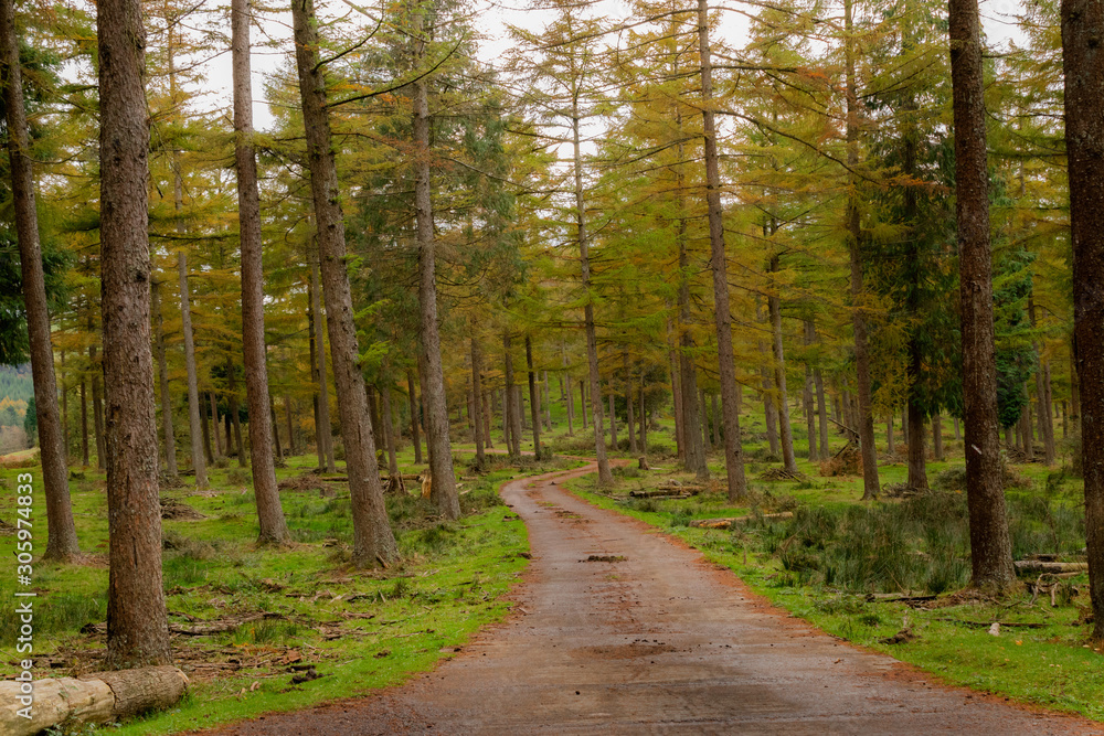 Obraz premium the otzarreta forest with a little fog