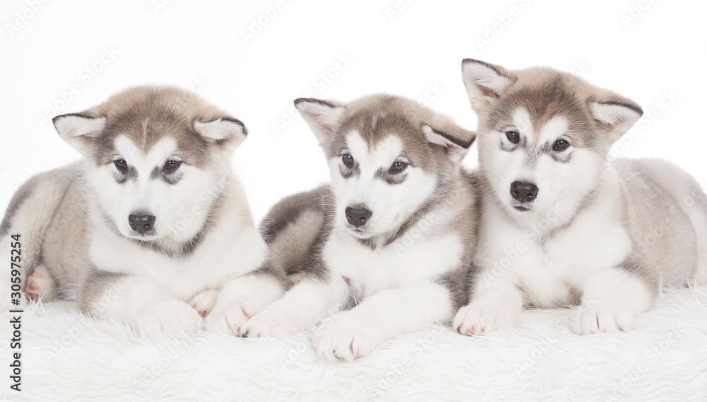 Animals. Three puppies Husky white isolated Animals. Three puppies Husky white isolated