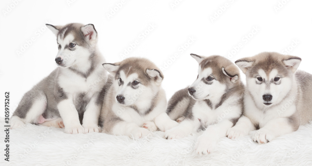 Obraz premium Animals. Four puppies Husky white isolated