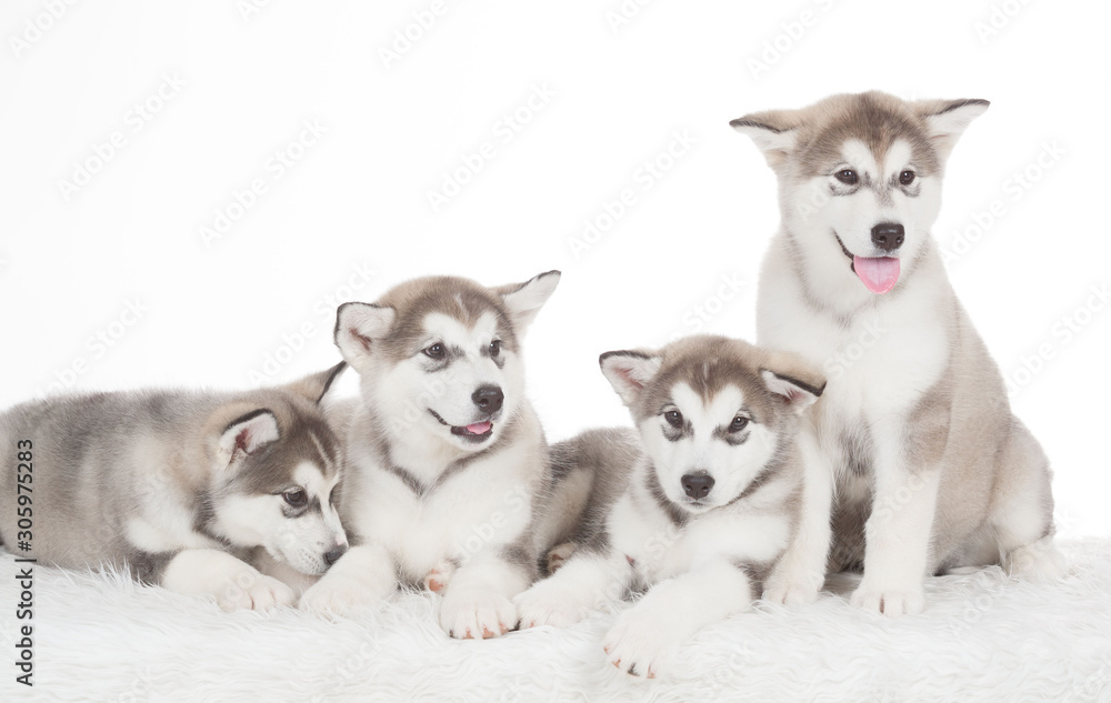 Animals. Four puppies Husky white isolated Animals. Four puppies Husky white isolated