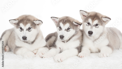 Animals. Three puppies Husky white isolated