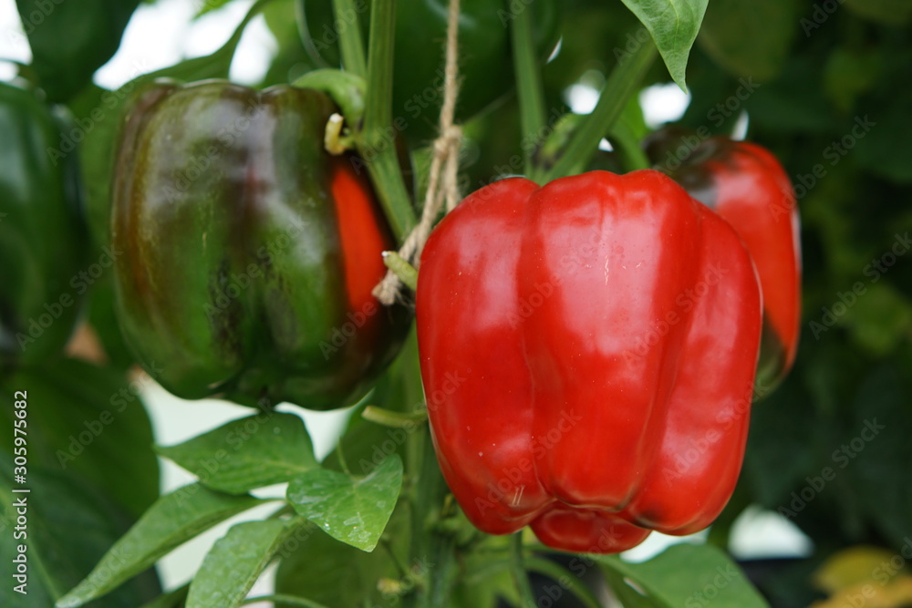 Sweet Pepper Tarquinio F1 Sweet Pepper Tarquinio F1