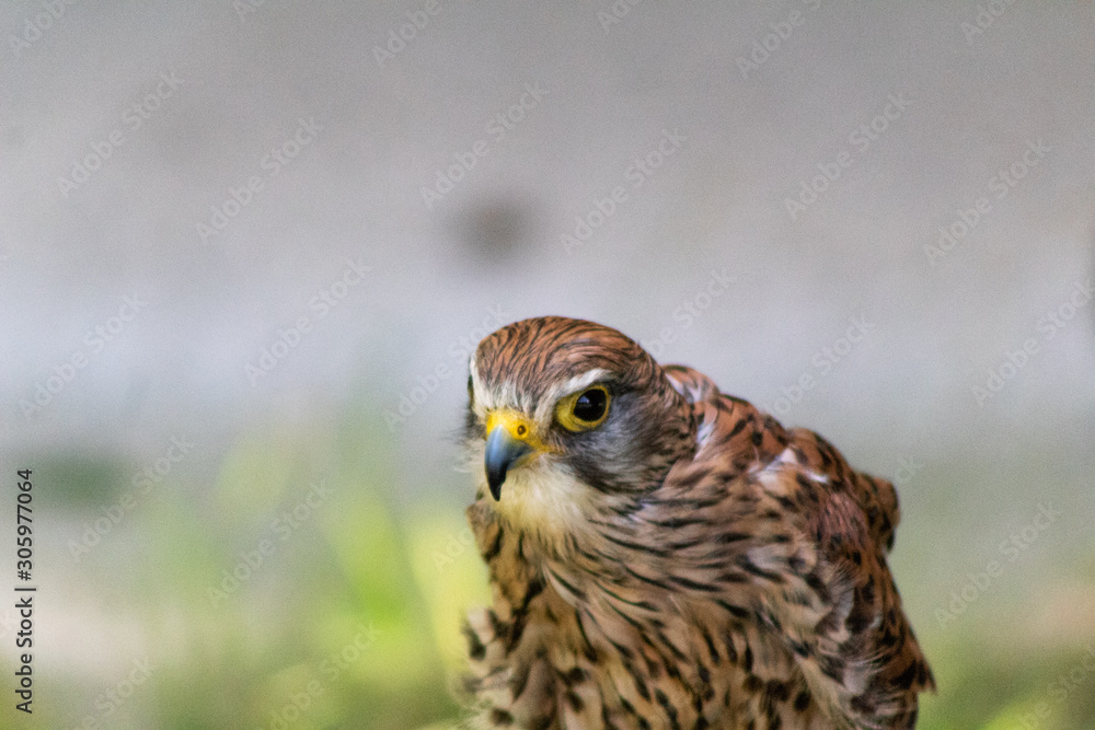 Fototapeta premium a kestrel resting in his innkeeper